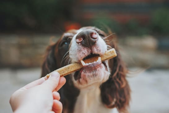 ¿Cuál es la alimentación adecuada para tu perro?