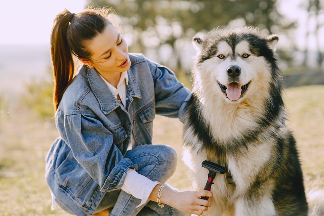 La importancia de un buen cepillo para perros y gatos.