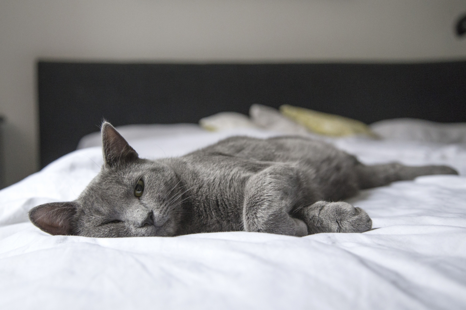 Camas para gatos con personalidad